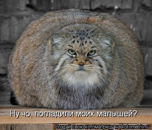 Ну чо, погладили моих малышей?... Котоматрица: Ну чо, погладили моих малышей?