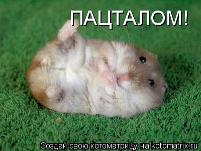 ПАЦТАЛОМ!... Котоматрица: ПАЦТАЛОМ!