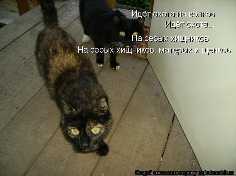 Идёт охота на волков Идёт охота... На серых хищников На серых хищников, матерых и щенков... Котоматрица: Идёт охота на волков Идёт охота... На серых хищников На серых хищников, матерых и щенков