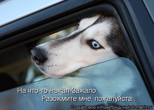 На что-то нажал-Зажало. Разожмите мне, пожалуйста..... Котоматрица: На что-то нажал-Зажало. Разожмите мне, пожалуйста..