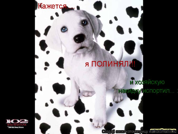 Кажется.... я ПОЛИНЯЛ!!! и хозяйскую накидку испортил... :(... Котоматрица: Кажется.... я ПОЛИНЯЛ!!! и хозяйскую накидку испортил... :(
