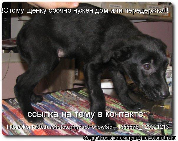 !!Этому щенку срочно нужен дом или передержка!! http://vkontakte.ru/photos.php?act=show&id=-1656579_1... Котоматрица: !!Этому щенку срочно нужен дом или передержка!! http://vkontakte.ru/photos.php?act=show&id=-1656579_120021213 ссылка на тему в контакте: