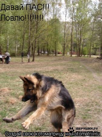 Давай ПАС!!! Ловлю!!!!!!!!... Котоматрица: Давай ПАС!!! Ловлю!!!!!!!!