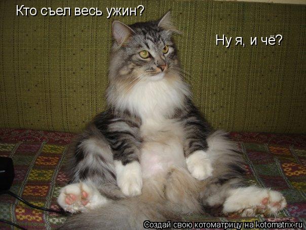 Котоматрица: Кто съел весь ужин? Ну я, и чё?
