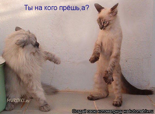 Котоматрица: Ты на кого прёшь,а?