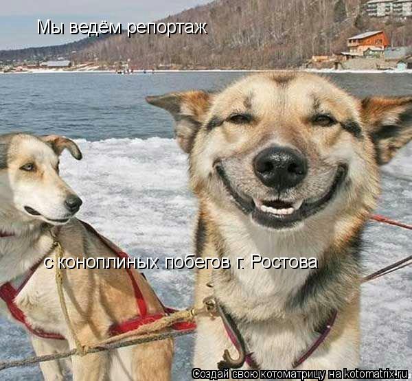 Мы ведём репортаж с коноплиных побегов г. Ростова... Котоматрица: Мы ведём репортаж с коноплиных побегов г. Ростова