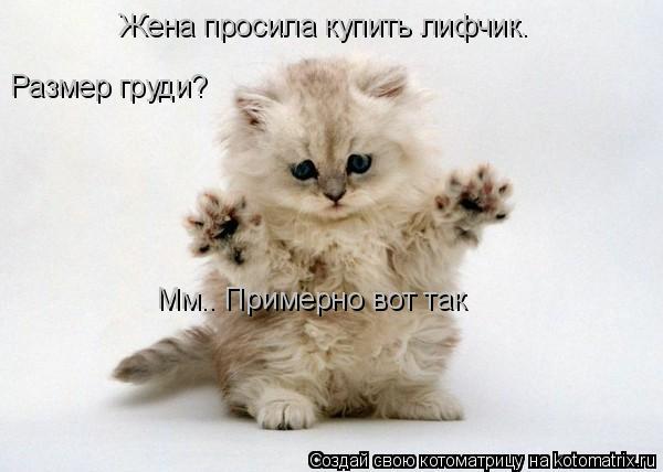 Жена просила купить лифчик. Размер груди? Мм.. Примерно вот так... Котоматрица: Жена просила купить лифчик. Размер груди? Мм.. Примерно вот так