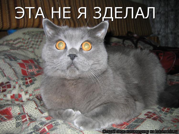 ЭТА НЕ Я ЗДЕЛАЛ... Котоматрица: ЭТА НЕ Я ЗДЕЛАЛ