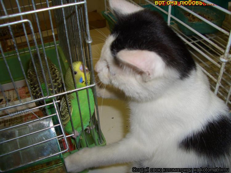 Котоматрица: вот она любовь...... вот она любовь...... вот она любовь......