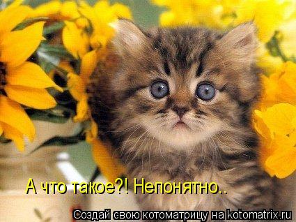 А что такое?! Непонятно..... Котоматрица: А что такое?! Непонятно..