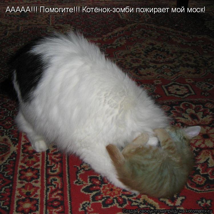 ААААА!!! Помогите!!! Котёнок-зомби пожирает мой моск!... Котоматрица: ААААА!!! Помогите!!! Котёнок-зомби пожирает мой моск!