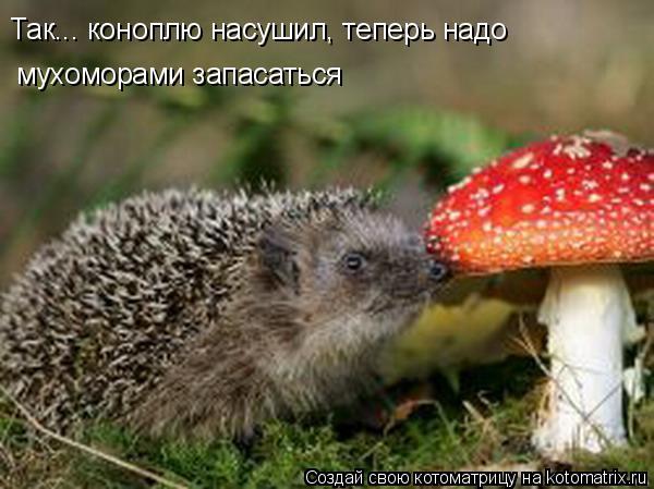 Так... коноплю насушил, теперь надо мухоморами запасаться... Котоматрица: Так... коноплю насушил, теперь надо мухоморами запасаться