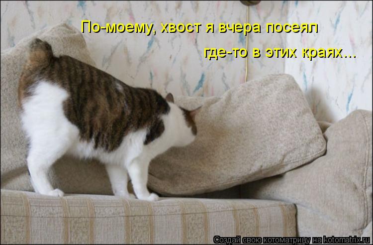 По-моему, хвост я вчера посеял где-то в этих краях...... Котоматрица: По-моему, хвост я вчера посеял где-то в этих краях...
