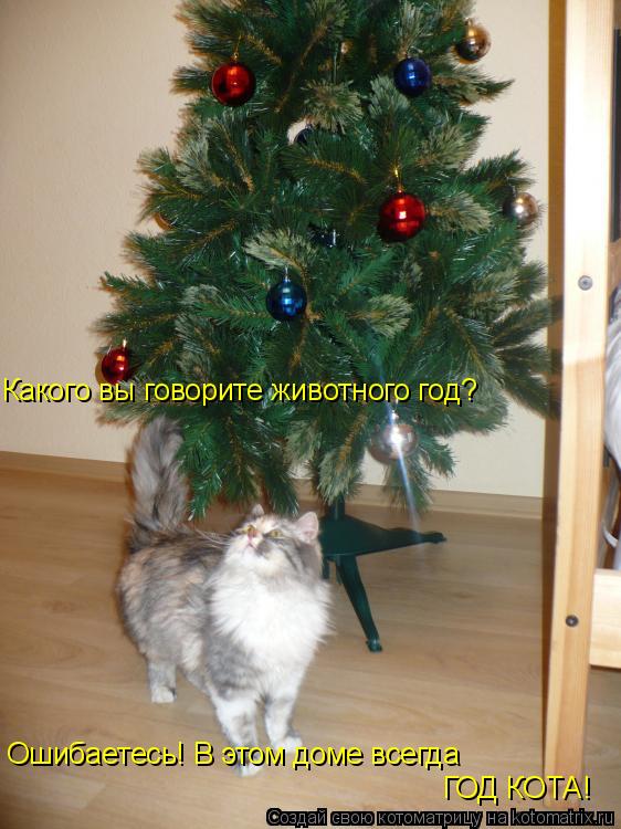 Котоматрица: Какого вы говорите животного год? Ошибаетесь! В этом доме всегда ГОД КОТА!
