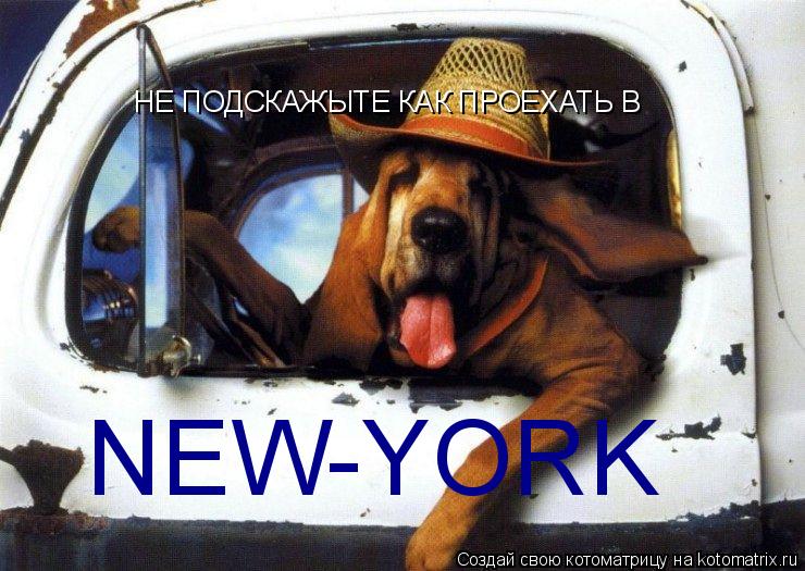 НЕ ПОДСКАЖЫТЕ КАК ПРОЕХАТЬ В NEW-YORK... Котоматрица: НЕ ПОДСКАЖЫТЕ КАК ПРОЕХАТЬ В NEW-YORK