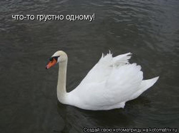 что-то грустно одному!... Котоматрица: что-то грустно одному!