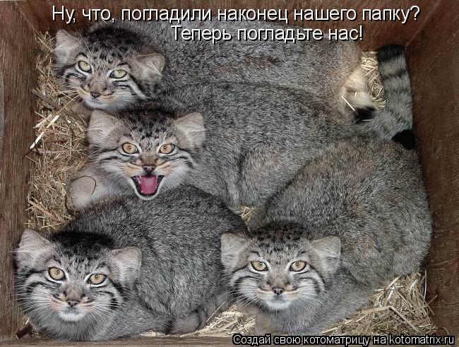 Ну, что, погладили наконец нашего папку? Теперь погладьте нас!... Котоматрица: Ну, что, погладили наконец нашего папку? Теперь погладьте нас!