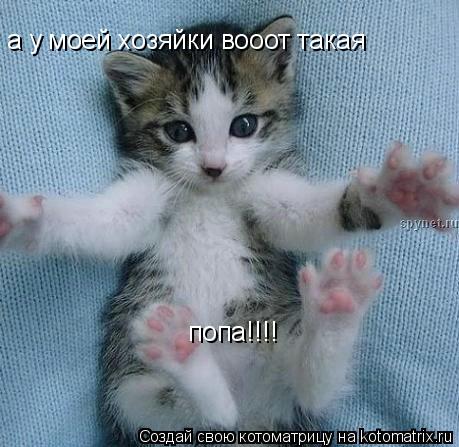 Котоматрица: а у моей хозяйки вооот такая попа!!!!