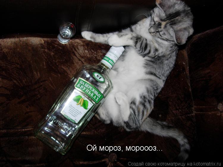 Котоматрица: Ой мороз, мороооз...
