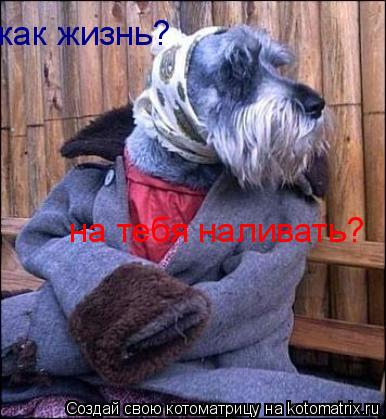 как жизнь? на тебя наливать?... Котоматрица: как жизнь? на тебя наливать?