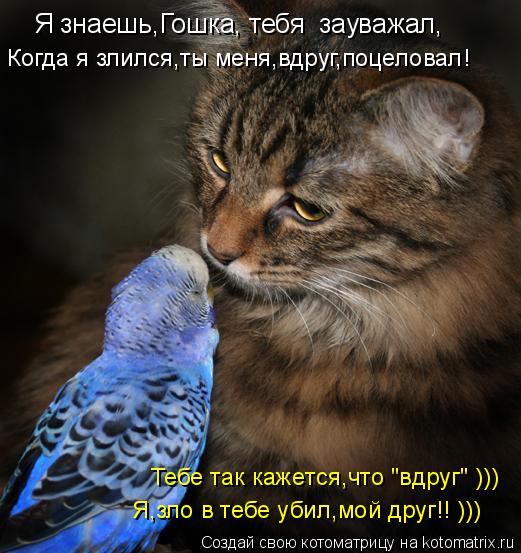 Котоматрица: Я знаешь,Гошка, тебя  зауважал, Когда я злился,ты меня,вдруг,поцеловал! Тебе так кажется,что "вдруг" ))) Я,зло в тебе убил,мой друг!! )))