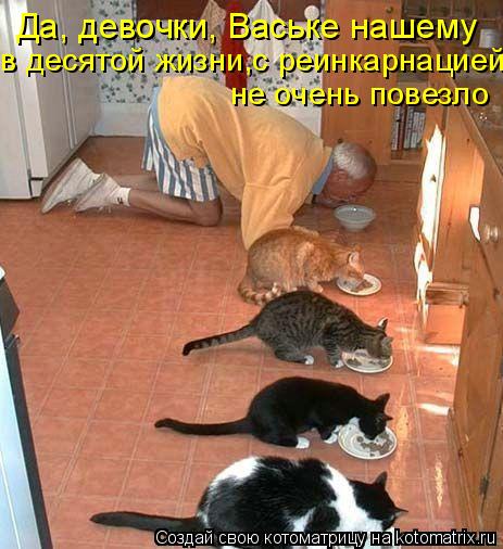 в десятой жизни,с реинкарнацией Да, девочки, Ваське нашему не очень повезло... Котоматрица: в десятой жизни,с реинкарнацией Да, девочки, Ваське нашему не очень повезло