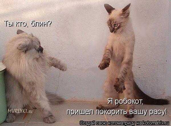 Ты кто, блин? Я робокот, пришел покорить вашу расу!... Котоматрица: Ты кто, блин? Я робокот, пришел покорить вашу расу!