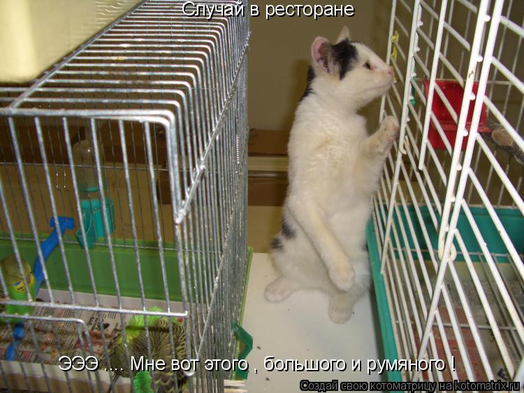 Котоматрица: Случай в ресторане ЭЭЭ .... Мне вот этого , большого и румяного !