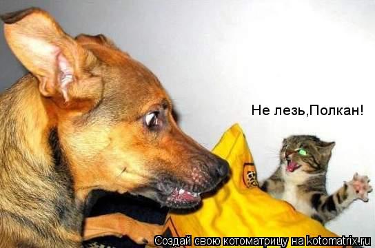 Не лезь,Полкан!... Котоматрица: Не лезь,Полкан!