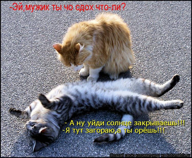 -Эй,мужик ты чо сдох что-ли? - А ну уйди солнце закрываешь!!! -Я тут загораю,а ты орёшь!!!... Котоматрица: -Эй,мужик ты чо сдох что-ли? - А ну уйди солнце закрываешь!!! -Я тут загораю,а ты орёшь!!!