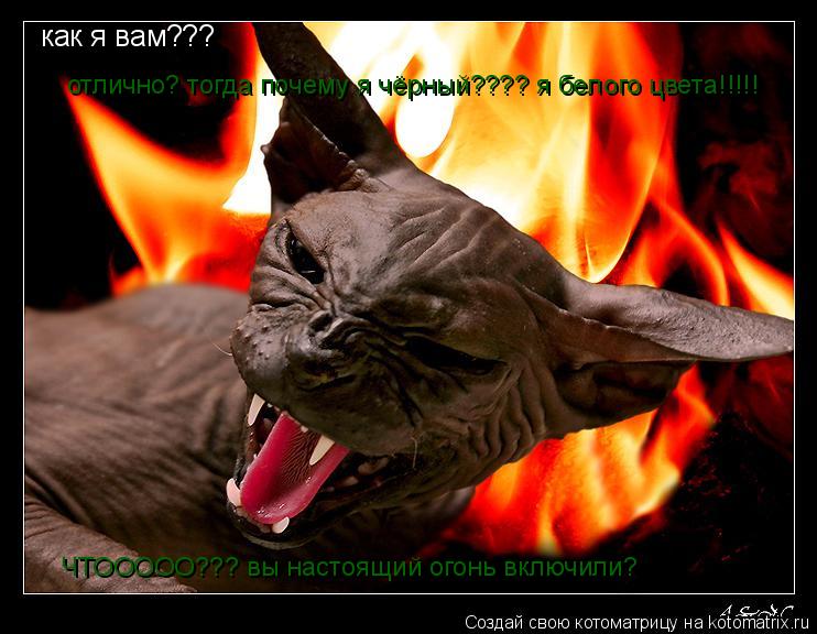 Котоматрица: как я вам??? отлично? тогда почему я чёрный???? я белого цвета!!!!! ЧТООООО??? вы настоящий огонь включили?