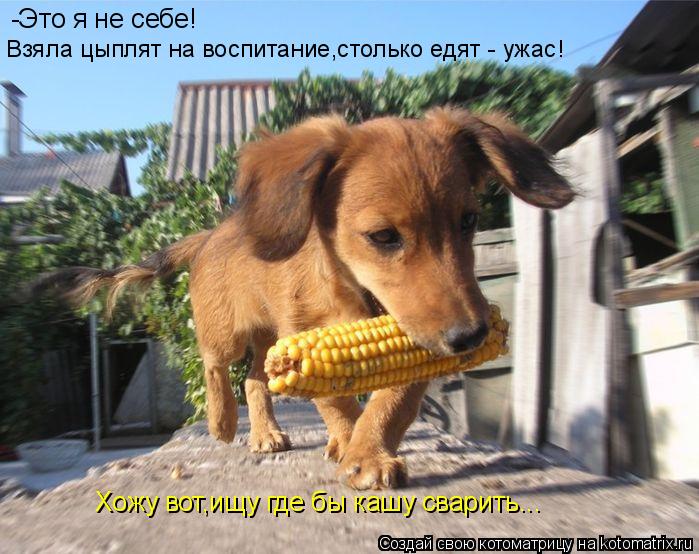 -Это я не себе! Взяла цыплят на воспитание,столько едят - ужас! Хожу вот,ищу где бы кашу сварить...... Котоматрица: -Это я не себе! Взяла цыплят на воспитание,столько едят - ужас! Хожу вот,ищу где бы кашу сварить...