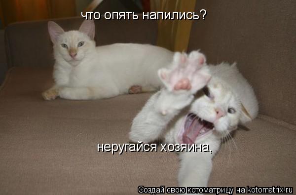 что опять напились? неругайся хозяина,... Котоматрица: что опять напились? неругайся хозяина,