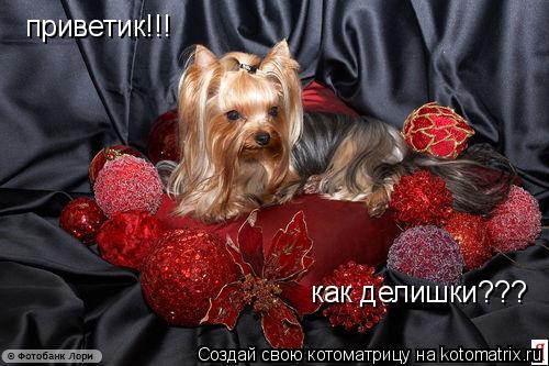 приветик!!! как делишки???... Котоматрица: приветик!!! как делишки???