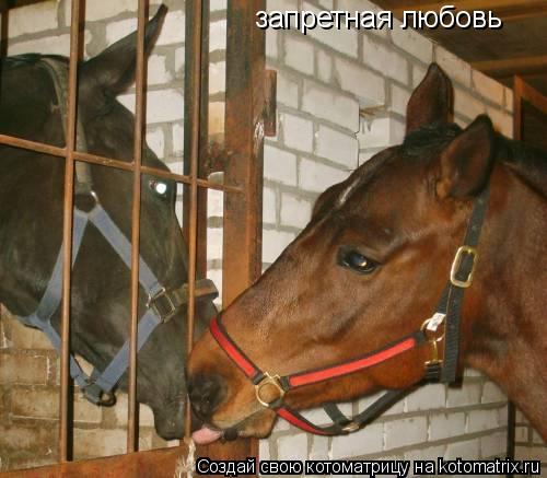запретная любовь... Котоматрица: запретная любовь