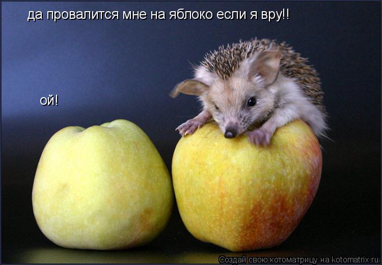 Котоматрица: да провалится мне на яблоко если я вру!! ой!
