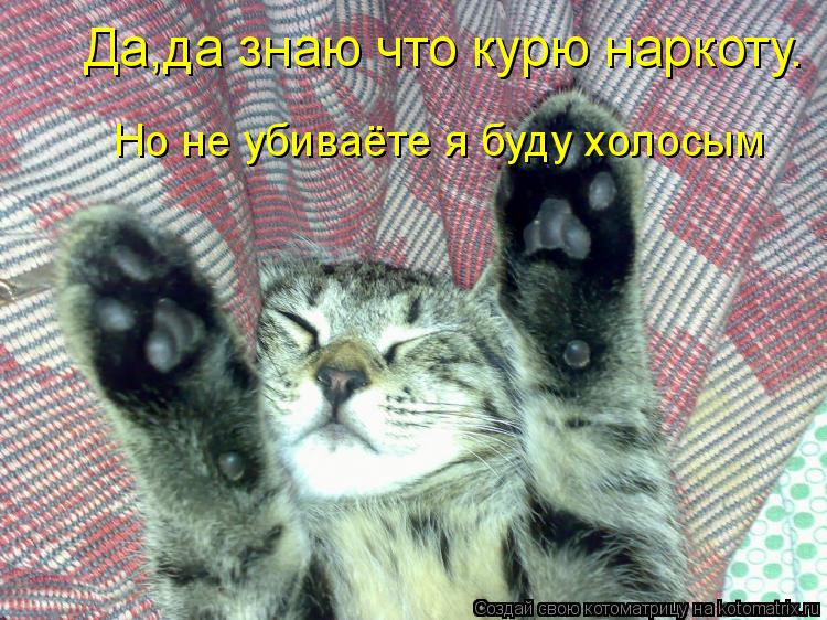 Да,да знаю что курю наркоту. Но не убиваёте я буду холосым... Котоматрица: Да,да знаю что курю наркоту. Но не убиваёте я буду холосым