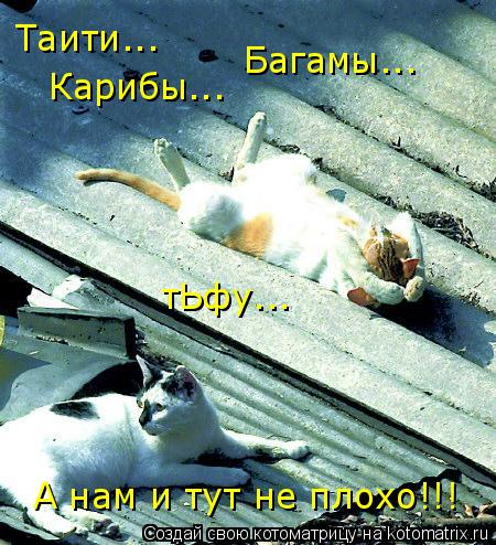 Котоматрица: Таити... Карибы... Багамы... тЬфу... А нам и тут не плохо!!!