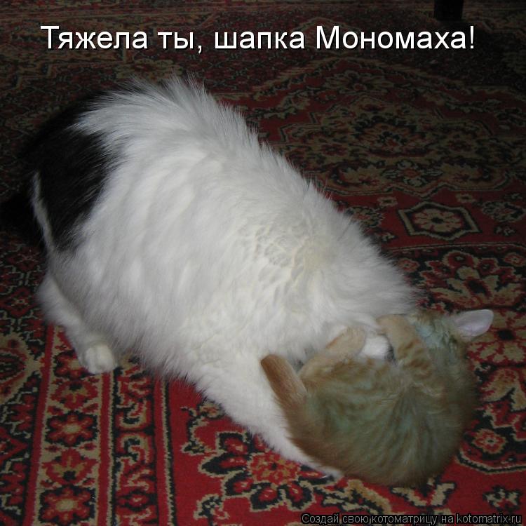 Тяжела ты, шапка Мономаха!... Котоматрица: Тяжела ты, шапка Мономаха!