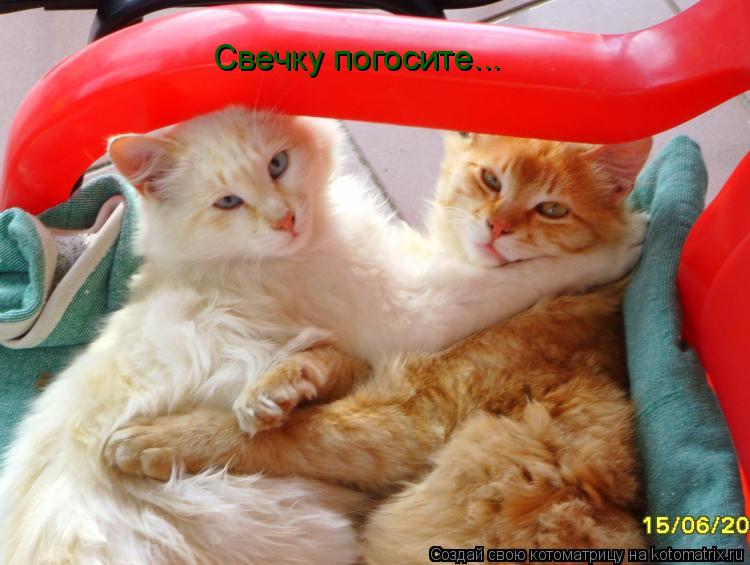 Свечку погосите...... Котоматрица: Свечку погосите...