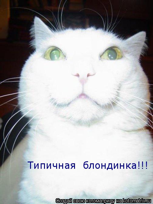 Котоматрица: Типичная  блондинка!!!