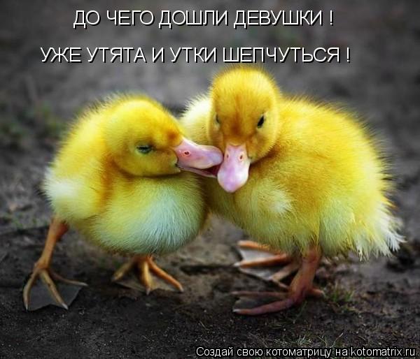 ДО ЧЕГО ДОШЛИ ДЕВУШКИ ! УЖЕ УТЯТА И УТКИ ШЕПЧУТЬСЯ !... Котоматрица: ДО ЧЕГО ДОШЛИ ДЕВУШКИ ! УЖЕ УТЯТА И УТКИ ШЕПЧУТЬСЯ !