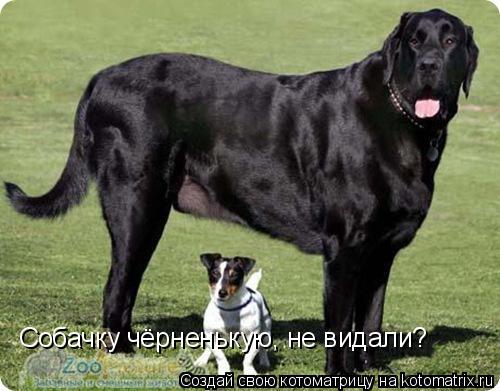 Котоматрица: Собачку чёрненькую, не видали?