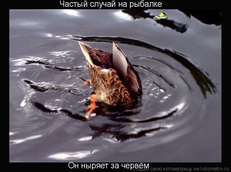 Частый случай на рыбалке Он ныряет за червём... Котоматрица: Частый случай на рыбалке Он ныряет за червём