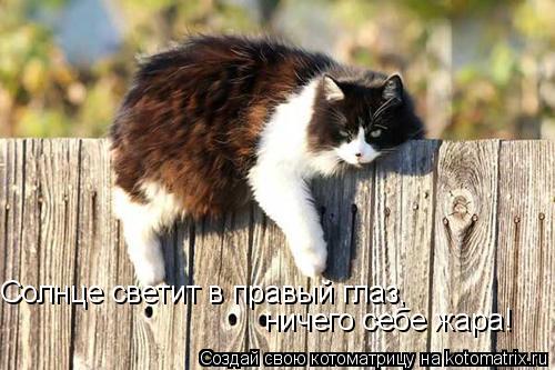 Солнце светит в правый глаз, ничего себе жара!... Котоматрица: Солнце светит в правый глаз, ничего себе жара!