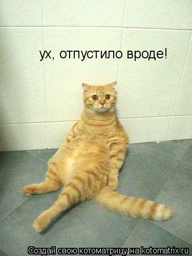 ух, отпустило вроде!... Котоматрица: ух, отпустило вроде!