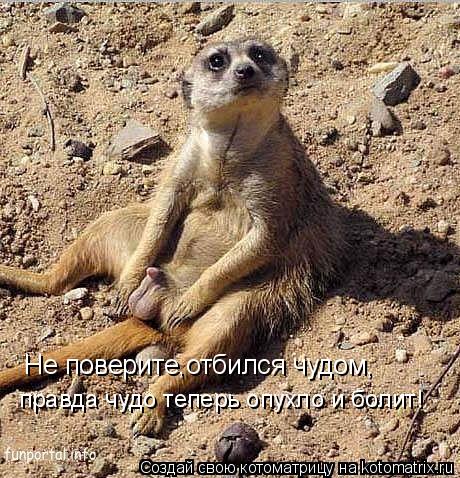 правда чудо теперь опухло и болит! Не поверите,отбился чудом,... Котоматрица: правда чудо теперь опухло и болит! Не поверите,отбился чудом,