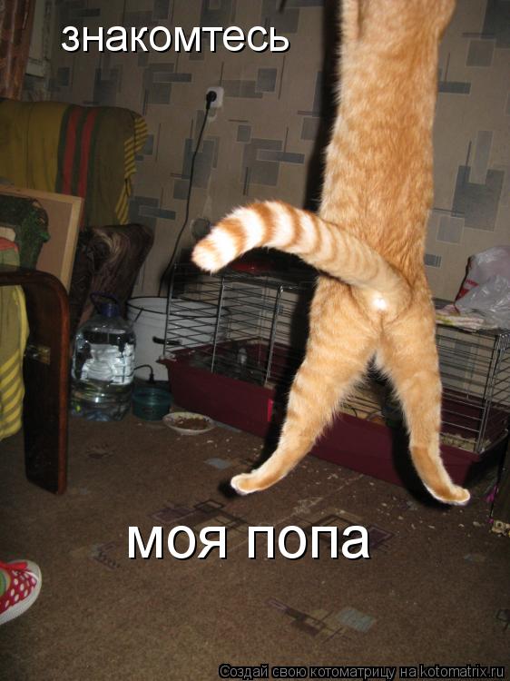 Котоматрица: знакомтесь моя попа