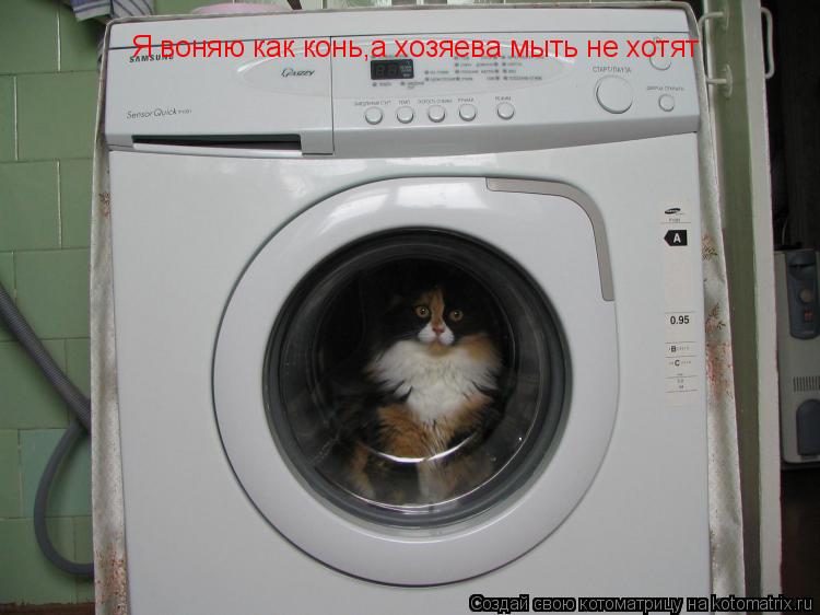 Котоматрица: Я воняю как конь,а хозяева мыть не хотят