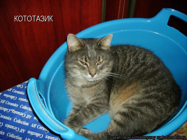 КОТОТАЗИК... Котоматрица: КОТОТАЗИК